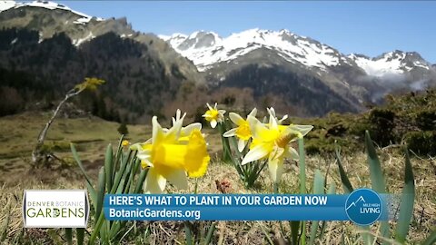 What Should You Plant In Your Garden? // Denver Botanic Gardens