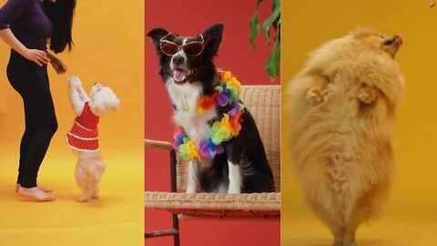 Super Funny Dog Videos : Try not to Laugh : Baby Dog
