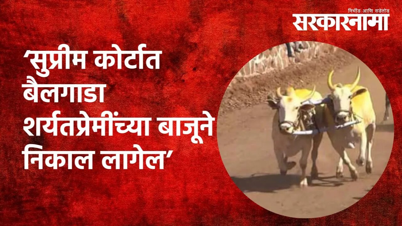 Bullock cart race| 'सुप्रीम कोर्टात बैलगाडा शर्यतप्रेमींच्या बाजूने निकाल लागेल'| Manchar|Sarkarnama