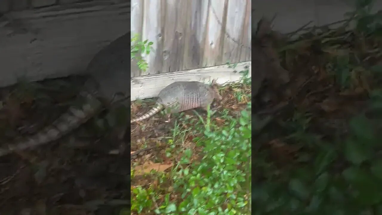 The armadillo
