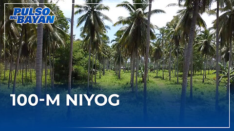 Mga LGU, hihikayatin na tulungan ang PCA sa pagtatanim ng 100-M na niyog