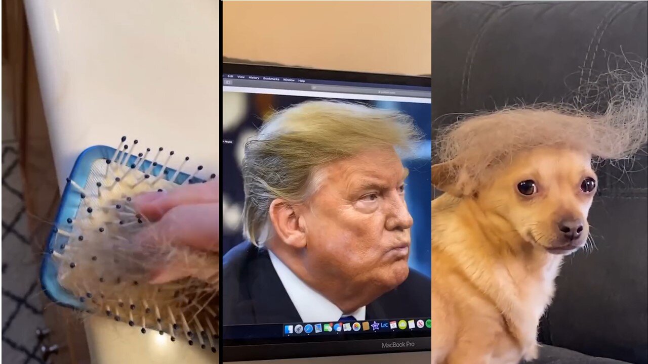 FUNNIEST Dog videos 2020!