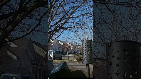 Can You See The Redbird In The Tree #Shorts 🌲