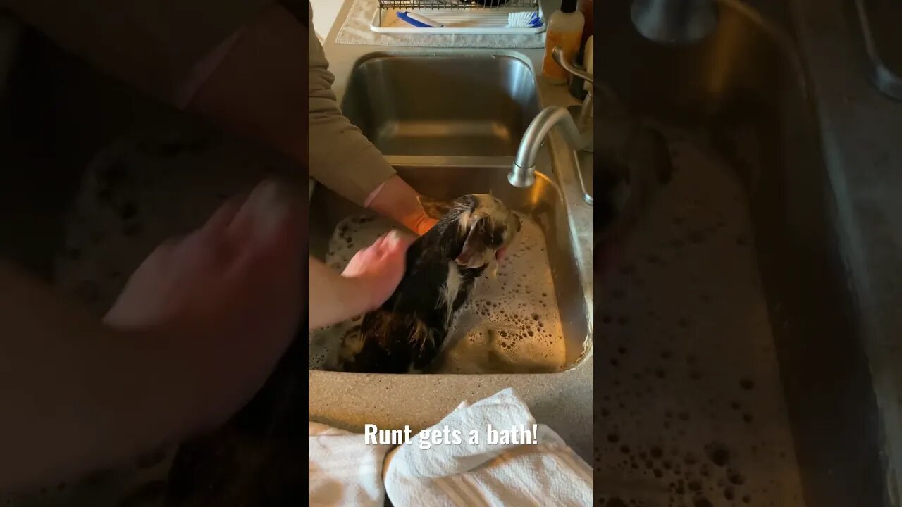 🐷🛁 Our runt gets a bath! #kunekune #pigs #farmlife #cute
