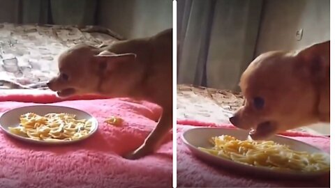 Cute Cat Eating His Food