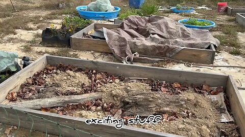 Lasagna ￼ gardening, and raise beds?#Hedgehog’sHomestea