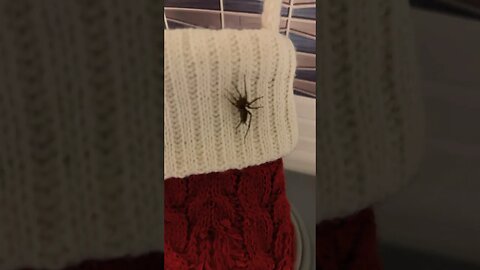 Everyone was EXCITED Dad came home! 🤣🕷️🕸️🎅🎄
