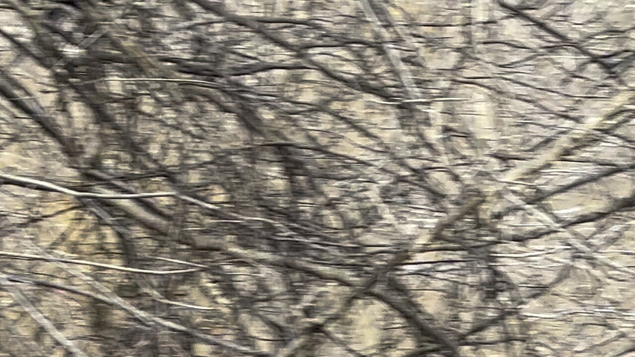 Cardinal spotting 😊