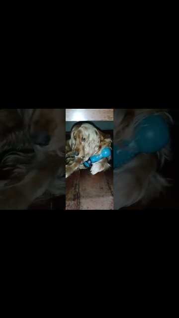 #dogshow, #amimals, #dogs, #shorts