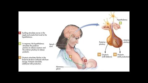 기적의 치유력, 조 머천트, 톰 존스, 첫출산, 진통, 만삭, 조산사, 경막외마취제, 옥시토신, 사산,영국, 병과 통증, 유전자, 화상후유증, 당뇨, 고혈압, 뇌심혈관질환,스트레스