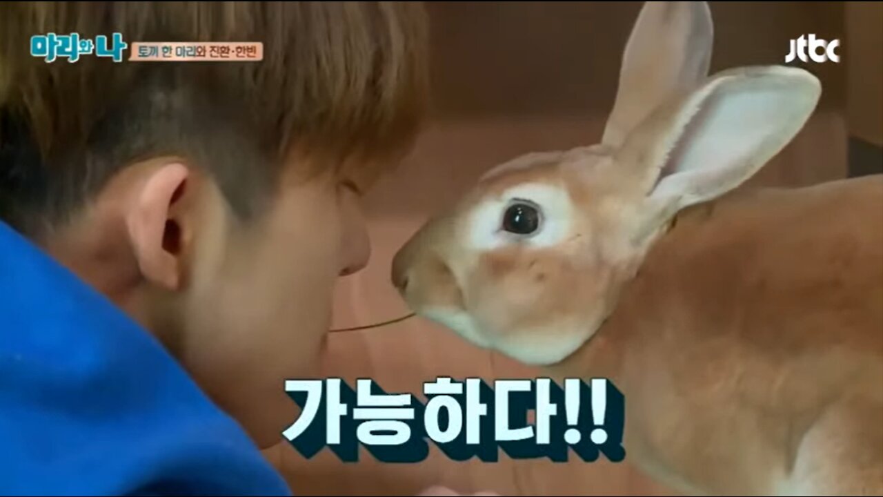 KPOP IDOLS with their pets - So adorable - Amazing Pets