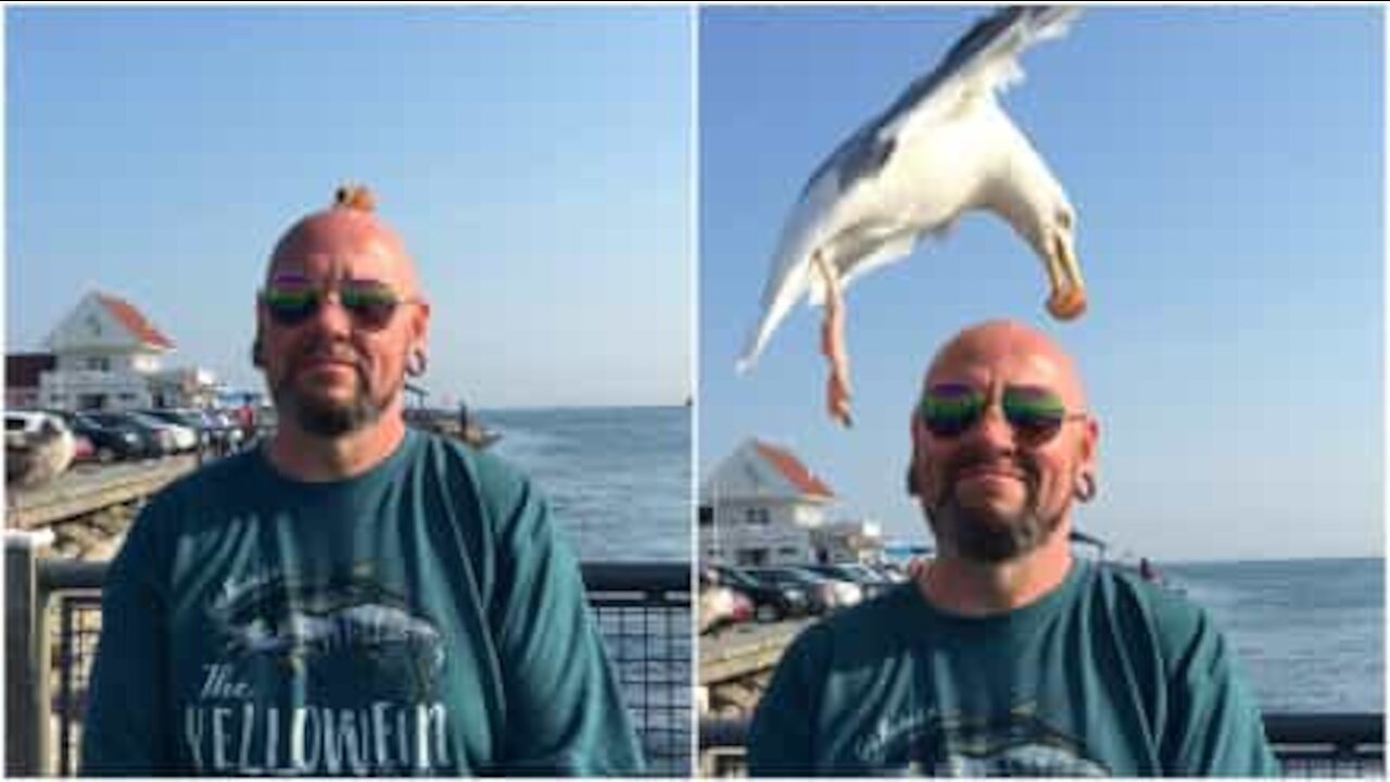 Avete mai nutrito dei gabbiani con la testa?