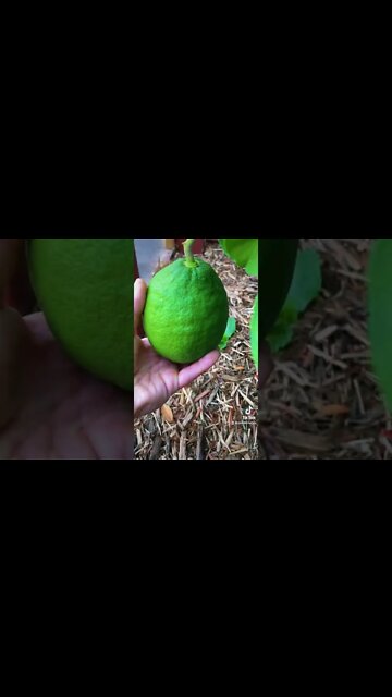 Top Citrus Tree That Everyone Should Grow/ Best Citrus Tree For Containers?