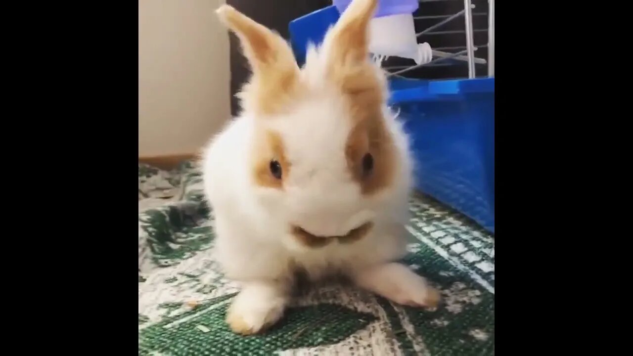 Funny and Cute Baby Bunny Rabbit Videos - Baby Animal Video Compilation