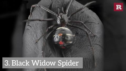 5 of The World’s Most Deadly | Rare Animals