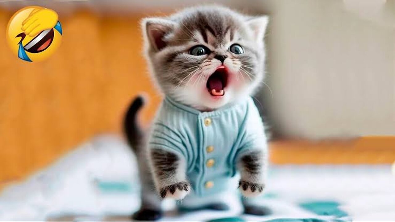 very funny animals 🤣🤣🤣#shortsvideo #shortsyoutubvideo #shorts #cats #funny #trending #vairal short