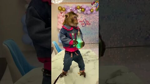 #shorts Смешные животные из Тик Ток 44 Funny animals from Tik Tok