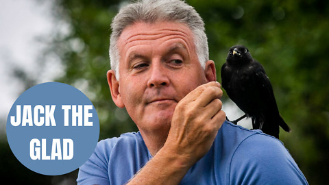 Incredible video shows friendship between a man - and a wild JACKDAW