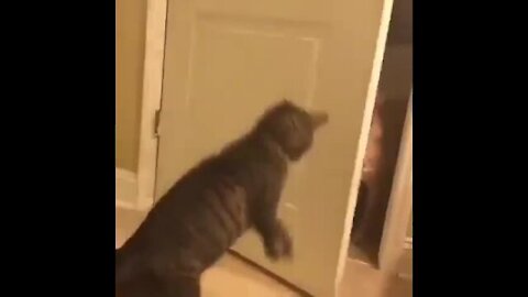When an unauthorized dog enters a cat room