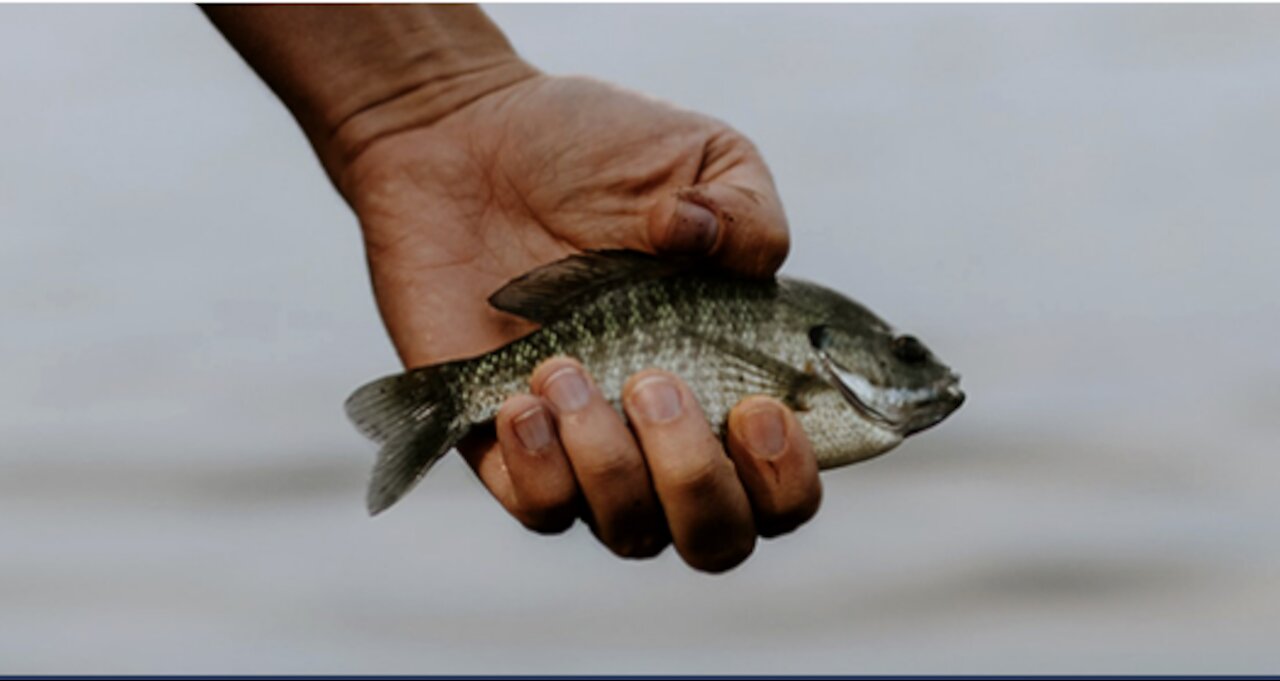 Small Fish On Down to Earth But Heavenly Minded Podcast