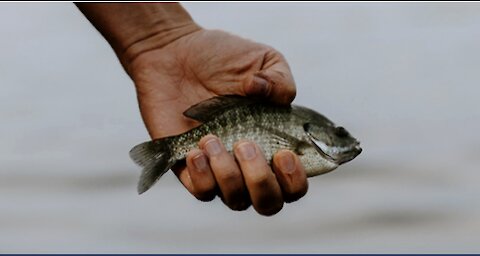 Small Fish On Down to Earth But Heavenly Minded Podcast