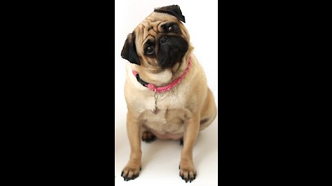 CRAZY DOG! Funny video dog