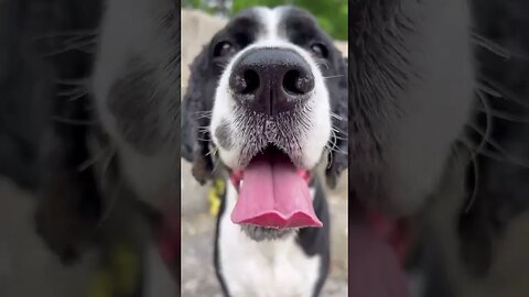 Dogs, Dogsvideos 21