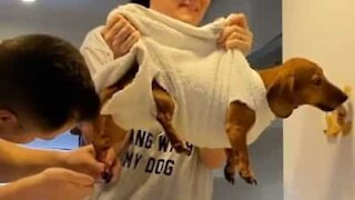 La technique idéale pour couper les griffes de chien
