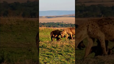 Hyena Cubs At A Den #shorts