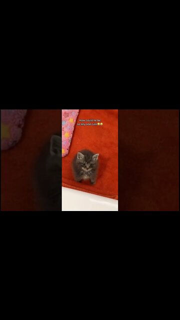 Kitty so adorable, fluffy like a little ball