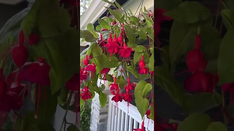 #fuchsia #hangingflower #thingofbeauty #beautiful #thinkpositivebehappy #likesharefollowmessage