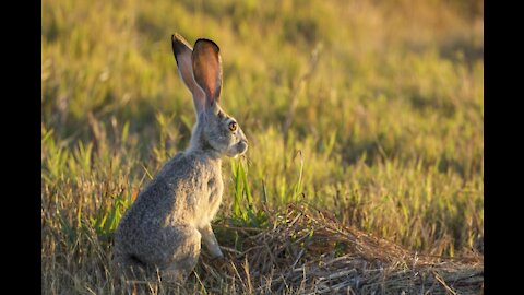 Two jackrabbits engage in some lightning-quick hand-to-hand combat