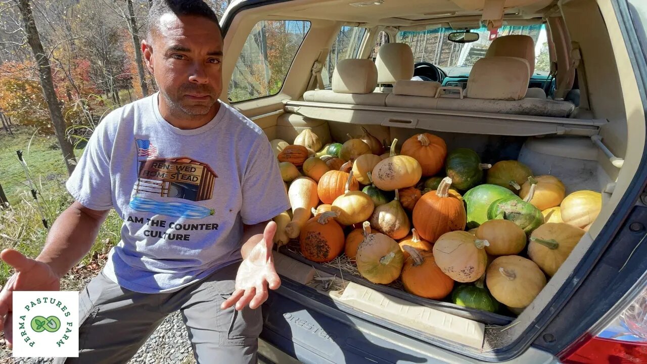 Nitrogen Fertilizer Solutions // MASSIVE Pumpkin Harvest