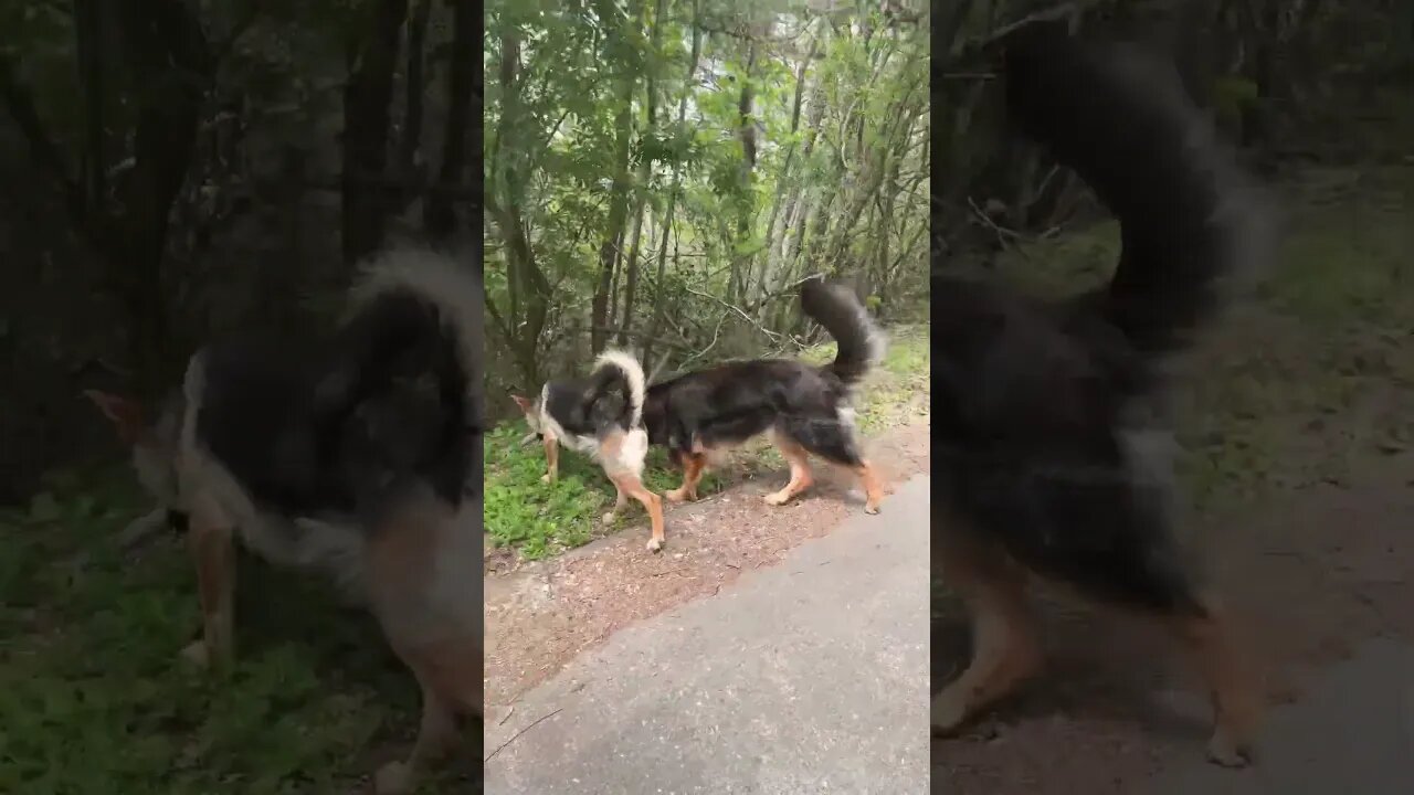 German Shepherds go for a walk #gsd #dog #germanshepherd