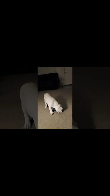 Gunsmoke with Festus. #bulldog