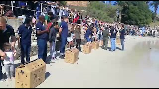 SOUTH AFRICA - Cape Town - Annual Penguin festival in Simons Town (VIDEO) (TPs)