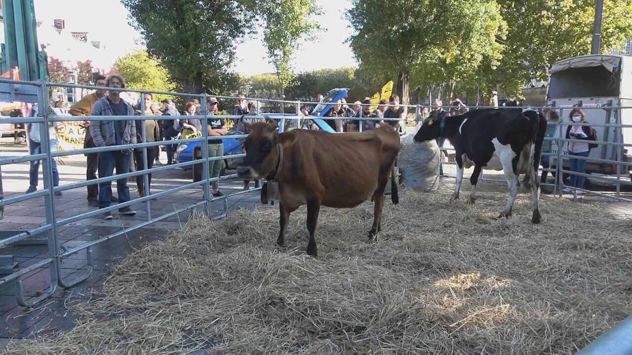 France: Farmers bring cows to downtown Nantes in protest of biogas project - 19.10.2021