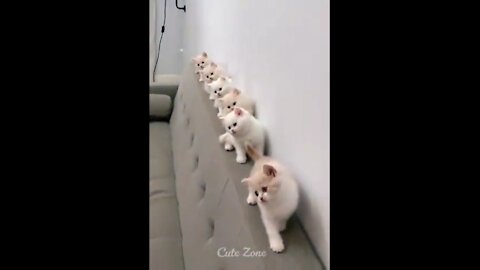 OMG So Cute _hearts_ Funny Cats and Dogs 2021