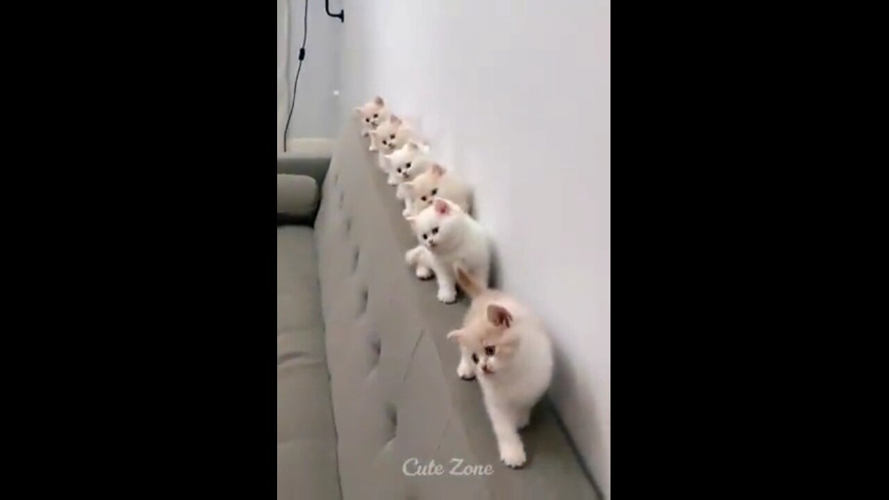 OMG So Cute _hearts_ Funny Cats and Dogs 2021