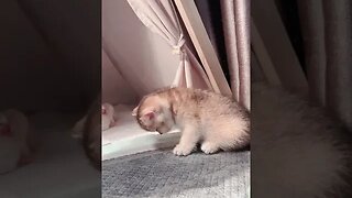 PLAYING CAT VIDEO MEAWWW