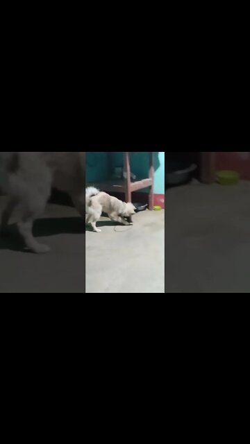 when my dog walk #funnyshorts #shorts #dogs #puppy #youtubeshorts