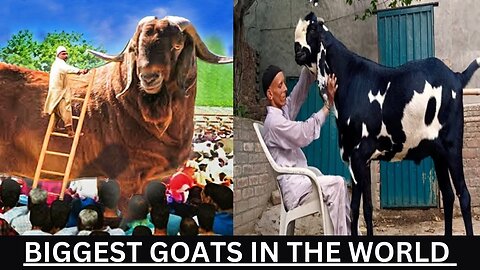 Biggest Goats of the World || Strange Things