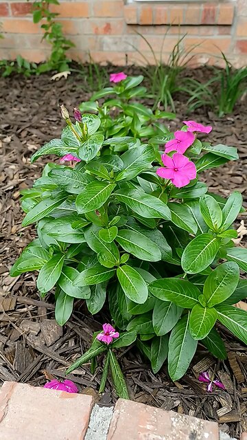 Happy Birthday Melania 🎂 🥳 🎉