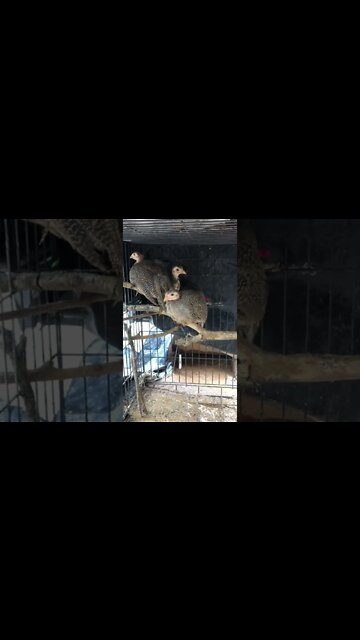 Guinea fowl keets perching - preparing for the trees
