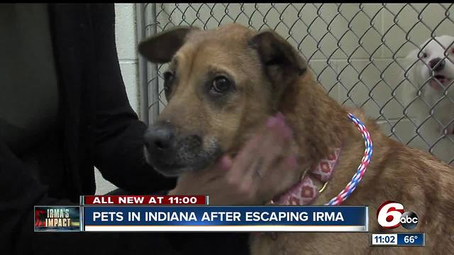 Pets in Bloomington after Hurricane Irma