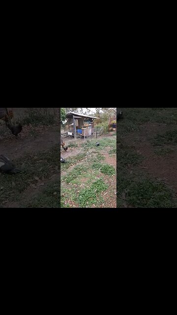 Australian Wood Ducks, came to visit