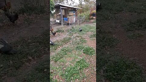 Australian Wood Ducks, came to visit