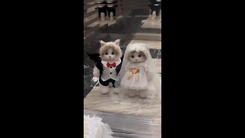 cute cats get married 😍😂