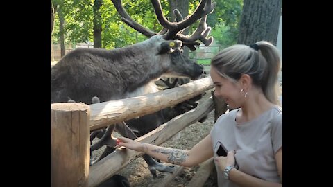 Meeting With Real Reindeer