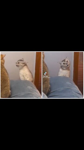 Funny pets- They quarreled again, and it seems that the problem is more serious this time.